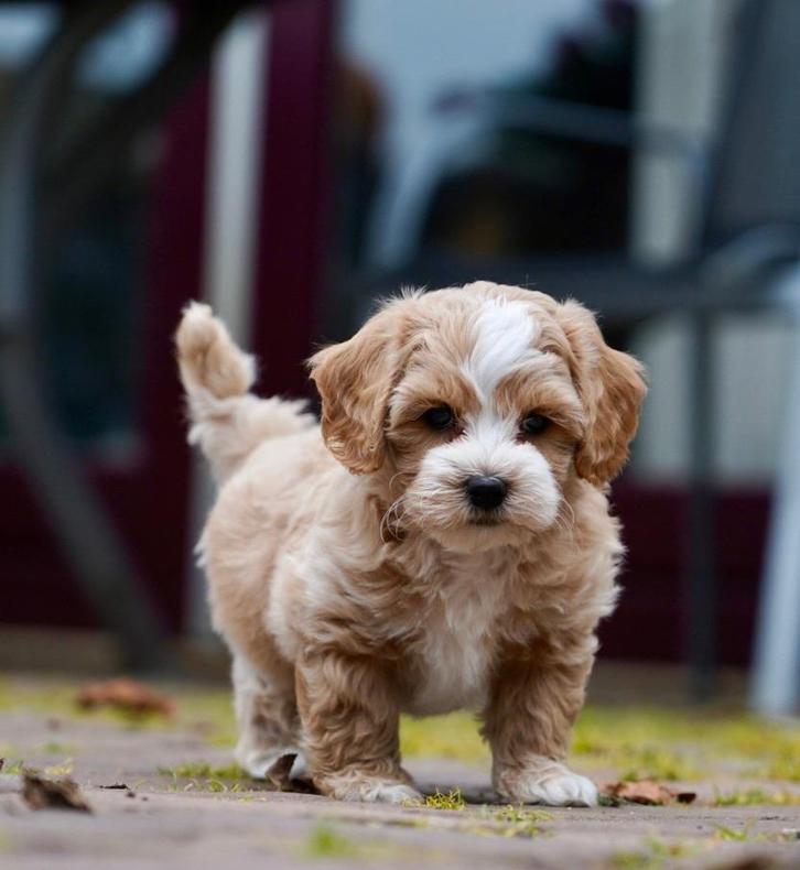 Boompoo pups | Boomer x Toypoedel, Dieren en Toebehoren, Honden | Chihuahua's en Gezelschapshonden, Meerdere dieren, Overige rassen