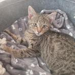 Lieve poes van 4 maandjes oud zoekt nieuw huisje, Dieren en Toebehoren, Poes, Ontwormd, 0 tot 2 jaar