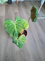 Philodendron El choco red, Huis en Inrichting, Kamerplanten, Ophalen of Verzenden, Overige soorten, Minder dan 100 cm