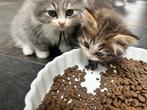 nog enkele Siberische kittens beschikbaar, Poes, Gechipt, 0 tot 2 jaar