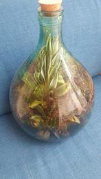 Terrarium met diverse planten, ecosysteem, Huis en Inrichting, Kamerplanten, Ophalen, Overige soorten, Halfschaduw, In pot