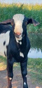 Tamme geiten bokken, Dieren en Toebehoren, Schapen, Geiten en Varkens, Mannelijk, Geit, 0 tot 2 jaar