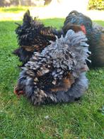 Broedeieren 🐣 cochin kriel Goudblauw & Goudzwart gezoomd, Dieren en Toebehoren, Pluimvee, Geslacht onbekend, Kip