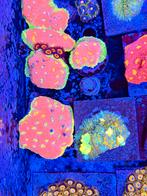 Felgekleurde koralen uit eigen kweek