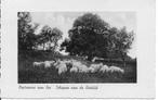 Oostvoorne aan Zee  Schapen aan de Rietdijk., Ophalen of Verzenden, 1920 tot 1940, Gelopen, Zuid-Holland