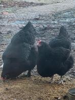 2 volwassen Hennen, Dieren en Toebehoren, Vrouwelijk, Kip