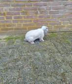 Zeldzaam Kleur onder de nhd Nederlandse hangoordwerg, Dieren en Toebehoren, Konijnen, Mannelijk, Dwerg