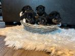 Super lieve Jack Russel pups!, Dieren en Toebehoren, Rabiës (hondsdolheid), Jack Russell Terriër, Reu, 8 tot 15 weken
