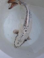 Koikarper., Dieren en Toebehoren, Vissen | Vijvervissen, Karper of Koi