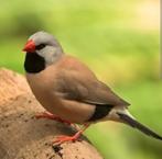 Koppel spitsstaartamadine, geringd van 25, Dieren en Toebehoren, Vogels | Overige Vogels, Meerdere dieren, Geringd