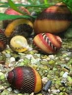 Prachtige Unieke Neritina-Vittina Waigiensis Renslak, Dieren en Toebehoren, Slak of Weekdier, Zoetwatervis