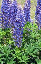Zaden Zoete blauwe lupine, Ophalen of Verzenden, Zaad