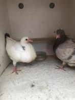Haagse tilpiepers, Dieren en Toebehoren, Vogels | Duiven, Geslacht onbekend, Kropper