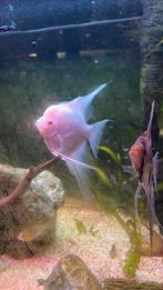 4 maanvissen 2 platinum 2 wildkleur, Dieren en Toebehoren, Vissen | Aquariumvissen, Vis