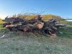 Boomstam, Doe-het-zelf en Verbouw, Hout en Planken, Ophalen of Verzenden, Overige houtsoorten