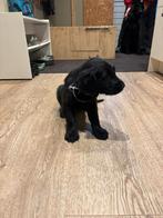 flatcoated retriever, Parvo, 8 tot 15 weken, Eén hond, Nederland