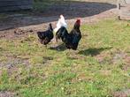 Jersey giant haan, Dieren en Toebehoren, Pluimvee, Mannelijk, Kip
