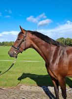 Te koop; brave 3,5 jarige merrie, zadelmak, Dieren en Toebehoren, Merrie, Gechipt, Dressuurpaard, Zadelmak