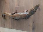 Opgezette krokodil, Ophalen of Verzenden, Vogel, Opgezet dier