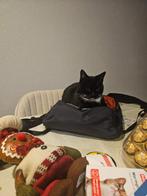 Ter adoptie, 2 jaar zwarte-wit poes, Poes, Kortharig, 0 tot 2 jaar