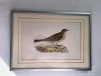 Handgetekende vogelprent, Pennsylvanian pipit, Antiek en Kunst, Kunst | Tekeningen en Foto's, Ophalen of Verzenden