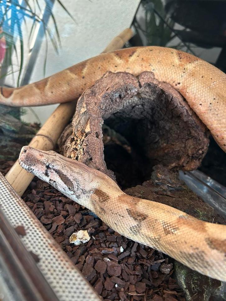 Boa Constrictor Imperator (salmon)