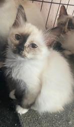Heilige Birmaan Seal-Torti kitten, Dieren en Toebehoren, Katten en Kittens | Raskatten | Langhaar, Meerdere dieren, Gechipt, 0 tot 2 jaar