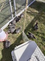 Barnevelder kriel, zilver, dubbel gezoomd, Meerdere dieren, Kip