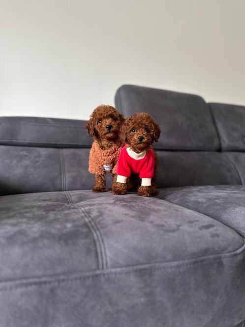 Teef en Reu toy poedel beschikbaar 😍, Dieren en Toebehoren, Honden | Chihuahua's en Gezelschapshonden, Meerdere dieren, Poedel