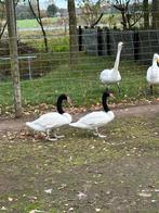 Koppel Zwarthals zwanen, Dieren en Toebehoren, Pluimvee, Meerdere dieren, Gans of Zwaan