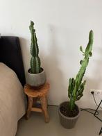 Cactus 2 stuks met potten, Cactus, 150 tot 200 cm, In pot, Ophalen
