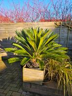 Mooie Cycas Revoluta (Vredespalm) in Pot, Tuin en Terras, Planten | Tuinplanten, Volle zon, Vaste plant, Bloeit niet, Ophalen