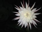 epiphyllum cactus oxypetalum gewortelde stekken, Minder dan 100 cm, Bloeiende kamerplant, Halfschaduw, Ophalen of Verzenden