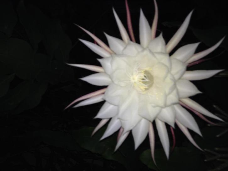 epiphyllum cactus oxypetalum gewortelde stekken, Huis en Inrichting, Kamerplanten, Cactus, Minder dan 100 cm, Bloeiende kamerplant