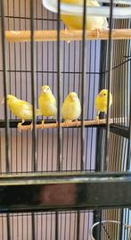 Prachtige kanaries, Dieren en Toebehoren, Vogels | Kanaries, Meerdere dieren, Kleurkanarie