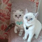 Prachtige kittens zilveren chinchilla, Dieren en Toebehoren, Katten en Kittens | Raskatten | Korthaar, Meerdere dieren, Gechipt