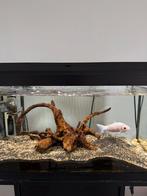 Aquarium en oase filter with goldfish en 4 panda garra, Dieren en Toebehoren, Vissen | Aquariumvissen, Vis, Zoetwatervis