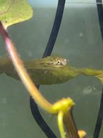 Zoetwater dwergkogelvis (Carinotetraodon travancoricus ), Dieren en Toebehoren, Vissen | Aquariumvissen