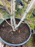 Berkenboom Meerstam sale nu €149,00, 250 tot 400 cm, Zomer, Volle zon, In pot