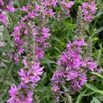 Zaden grote kattenstaart (Lythrum salicaria) – inheems, bio, Ophalen of Verzenden, Najaar, Volle zon, Zaad