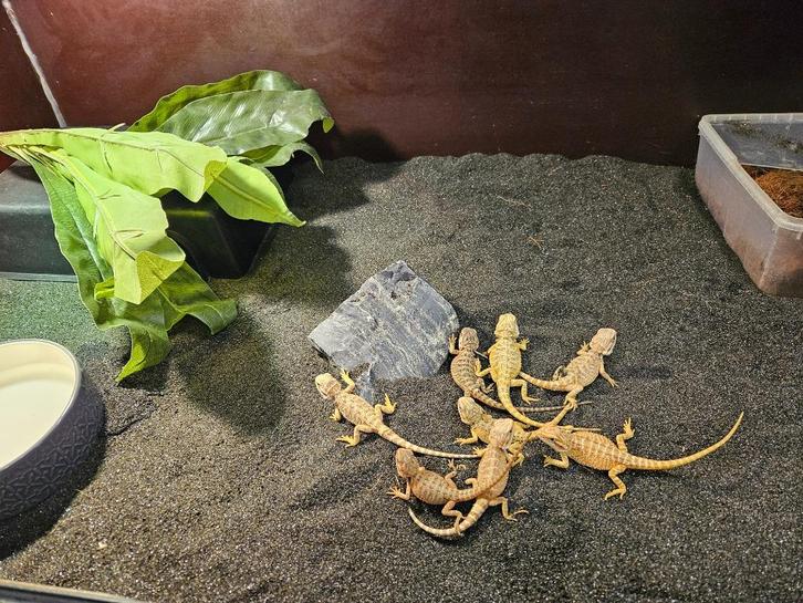 Pogona Vitticeps Baardagaam, Dieren en Toebehoren, Reptielen en Amfibieën, Hagedis, 0 tot 2 jaar