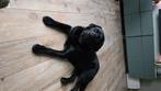 Zwarte Labrador dekreu met stamboom, Dieren en Toebehoren, Honden | Dekreuen, Rabiës (hondsdolheid), Reu, 1 tot 2 jaar, Eén hond
