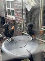 Koppel paduas, Dieren en Toebehoren, Meerdere dieren, Kip