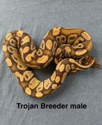 Koningspython ballpython Trojan kweekman, Dieren en Toebehoren, Reptielen en Amfibieën, Slang