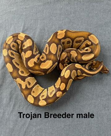 Koningspython ballpython Trojan kweekman beschikbaar voor biedingen