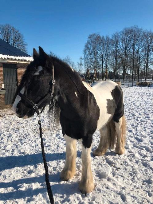 Verzorger gezocht, Diensten en Vakmensen, Dieren | Paarden | Verzorging, Oppas en Les