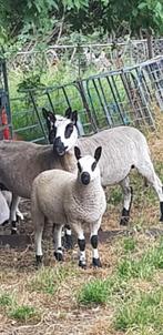 Kerry hill schapen en hun  wol van pracht kwaliteit, Dieren en Toebehoren, Schapen, Geiten en Varkens, Meerdere dieren, Schaap