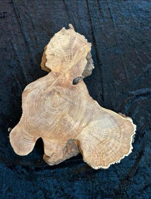 Burl / Burns / Knoest ! Acacia boomstam schijf, Antiek en Kunst, Curiosa en Brocante, Ophalen of Verzenden