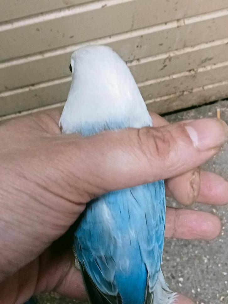 Prachtige piep jonge agapornis fisheri opaline blauw pop dna, Dieren en Toebehoren, Vogels | Parkieten en Papegaaien, Dwergpapegaai of Agapornis