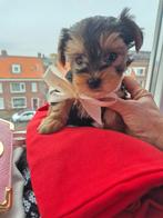 Yorkshirter Pups, Yorkshire Terriër, 8 tot 15 weken, Meerdere dieren, Eén hond